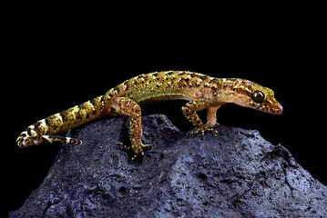 Fototapeta premium The muria rock gecko on a rock