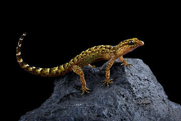 The muria rock gecko on a rock