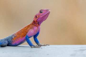 lizard basking in the sun in serengeti national park