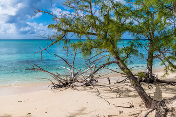 A view past trees toweards the waters edge on a deserted beach on the island of Eleuthera, Bahamas on a bright sunny day