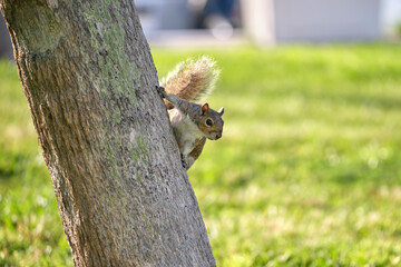 Beautiful wild gray squirrel climbing tree trunk in summer town park