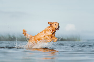Golden retriever dog playing in the water