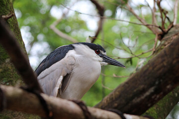 Black-crowned night heron in Paraná, Brazil.