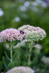 bumble bee in the garden