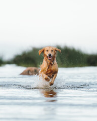 Golden retriever dog playing in the water