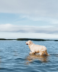 Obraz premium Golden retriever dog playing in the water