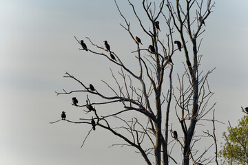 Kormoran, Phalacrocorax carbo