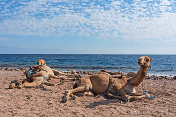 Camels laying on Red sea beach, Abu Galum national park, Egypt