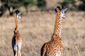 wild giraffes in Serengeti National Park in the heart of Africa
