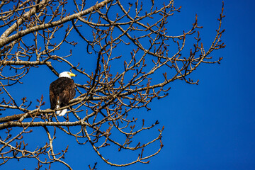 A bald eagle sits in a tree hunting for prey below