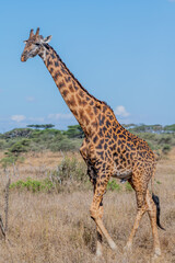 wild giraffe in Serengeti National Park in the heart of Africa