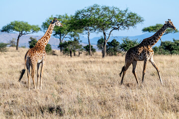 wild giraffes in Serengeti National Park in the heart of Africa