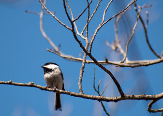 The Chickadee