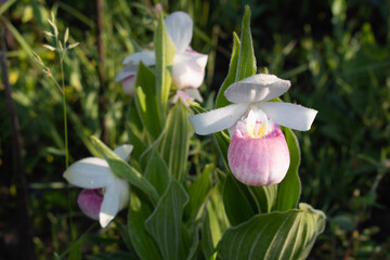 The Lady Slippers