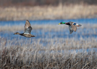 Mallards in Flight
