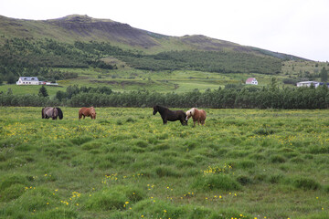 horses © Jamila