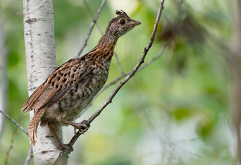 The Prairie Chicken