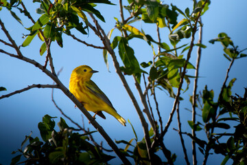 The Yellow Warbler