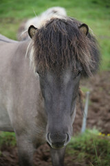 Fototapeta premium Horse