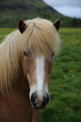 Obraz na płótnie Canvas Brown Horse with blonde mane 