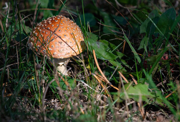 Yellow-Orange Fly Agaric Mushroom