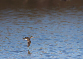 Flight of the Sandpiper