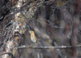 Nelson's Sharp-tailed sparrow