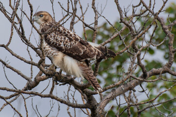 Broad-winged hawk