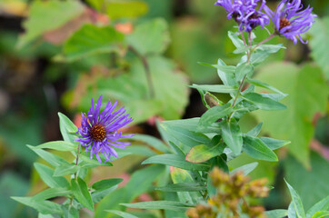 The New England Aster