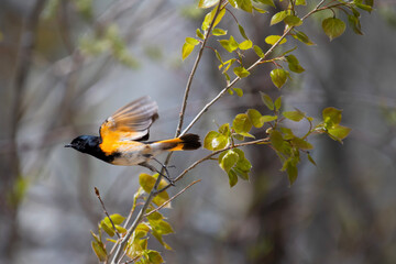 American Redstart Flight