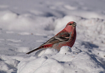 Purple Finch