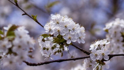 Branch of cherry blossoms