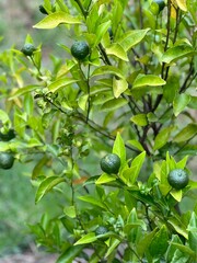 blueberries on a branch