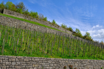 Fototapeta premium Der Wengert ein alter Weinberg in der Weinlage Pfülben beim Winzerort Randersacker am Main bei Würzburg, Landkreis Würzburg, Unterfanken, Bayern, Deutschland