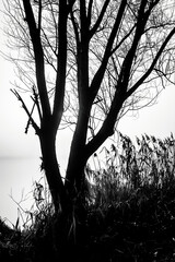 Stare drzewa w kolorze czarno-białym. Mocny kontrast i ekspozycja