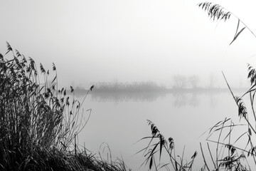 Jezioro i las we mgle. Rośliny © artur