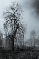 Stare drzewa bez liści, kolory podchodzące pod monochrome, czarne chmury