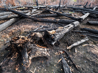 The burnt forest at Hrensko in Bohemia Switzerland park. The burnt out trees - 565713148