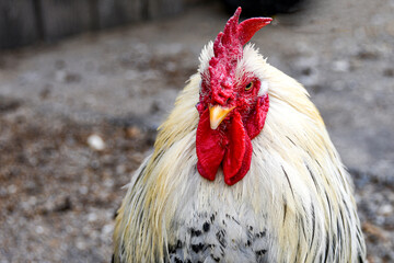 White rooster in the farm