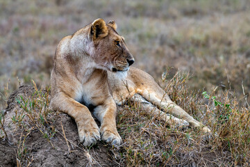 Wild lioness in the Serengeti National Park in the heart of Africa