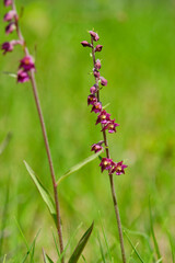 Braunrote Ständelwurz, Epipactis atrorubens