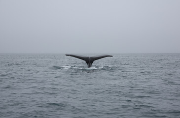 Fototapeta premium whale tail in the water