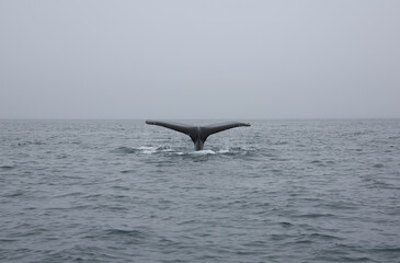 whale tail in the water