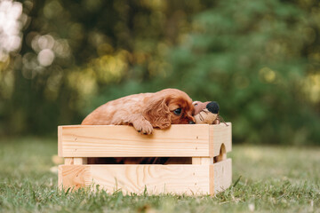 cute cavalier king charles spaniel puppies