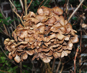 Beautiful hydrangea flowers in a garden