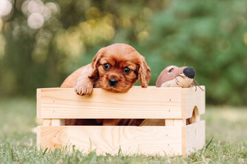 cute cavalier king charles spaniel puppies