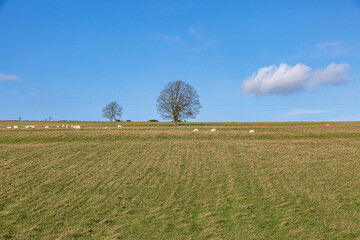 A rural Sussex winter farm view