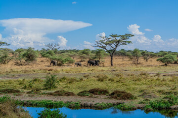 Wild elephants in Serengeti national park