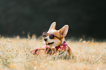 Pembroke Welsh Corgi dog in sunglasses