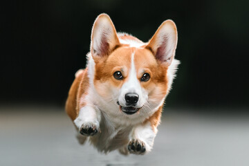 Corgi dog in the park